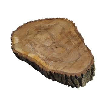 Plaster Orzecha Włoskiego 62x52x8cm