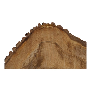 Plaster Orzecha Włoskiego 62x52x8cm