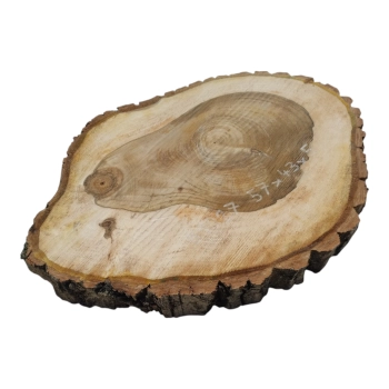 Plaster Orzecha Włoskiego 57x43x5cm