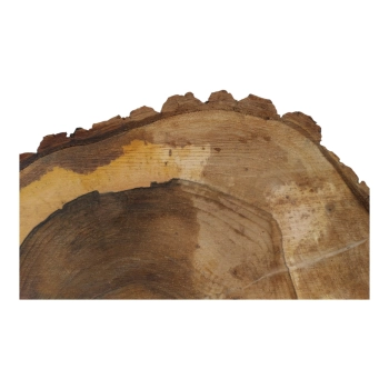 Plaster Orzecha Włoskiego 48x40x5cm