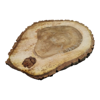 Plaster Orzecha Włoskiego 53x43x5cm