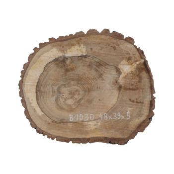 Plaster Orzecha Włoskiego 48x39x5cm