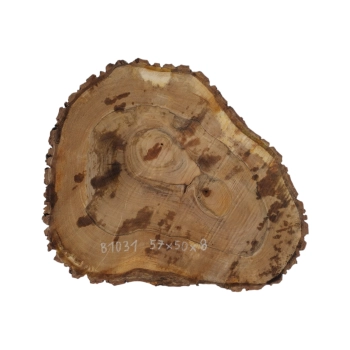 Plaster Orzecha Włoskiego 57x50x8cm