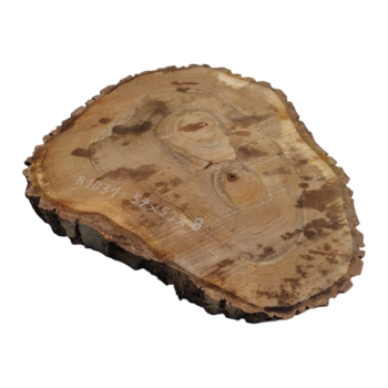 Plaster Orzecha Włoskiego 57x50x8cm
