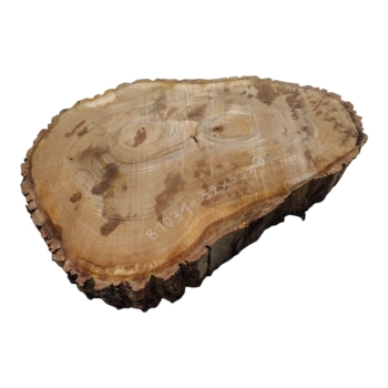 Plaster Orzecha Włoskiego 57x50x8cm