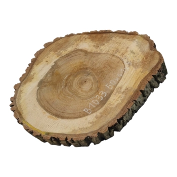 Plaster Orzecha Włoskiego 50x41x5cm