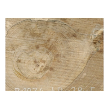 Plaster Orzecha Włoskiego 48x38x5cm
