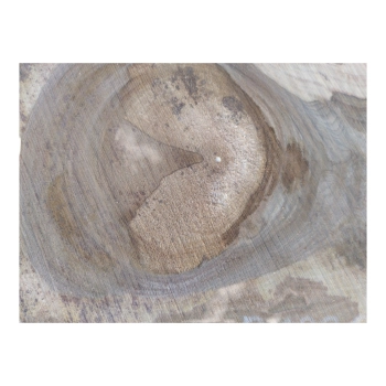 Plaster Orzecha Włoskiego 79x42x6cm