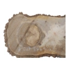Plaster Orzecha Włoskiego 84x40x8cm