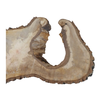Plaster Orzecha Włoskiego 84x40x8cm