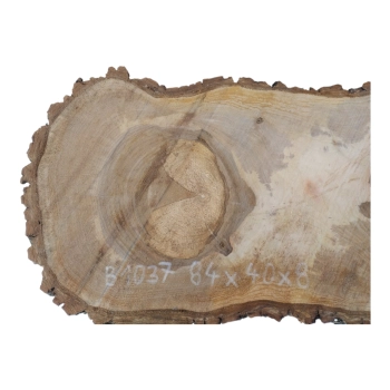 Plaster Orzecha Włoskiego 84x40x8cm