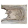 Plaster Orzecha Włoskiego 67x41x6cm