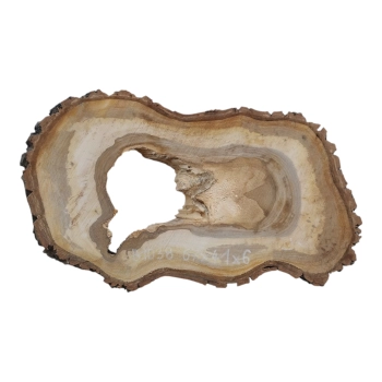Plaster Orzecha Włoskiego 67x41x6cm
