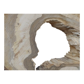 Plaster Orzecha Włoskiego 67x41x6cm