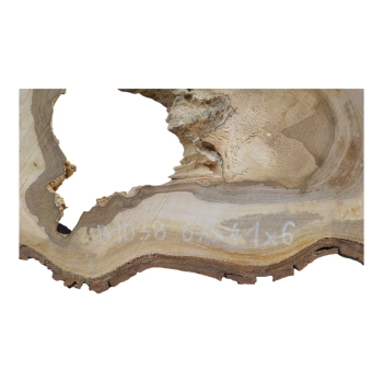 Plaster Orzecha Włoskiego 67x41x6cm