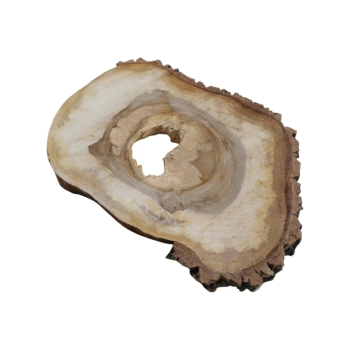 Plaster Orzecha Włoskiego 56x37x6cm
