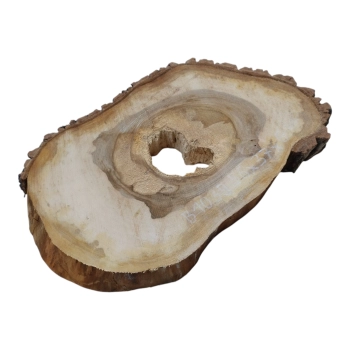Plaster Orzecha Włoskiego 56x37x6cm