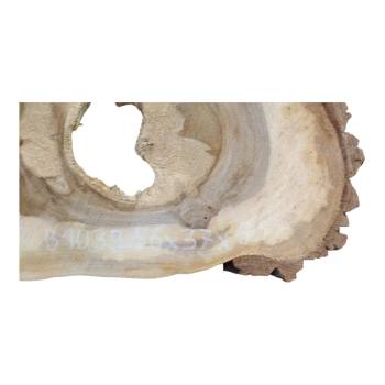 Plaster Orzecha Włoskiego 56x37x6cm