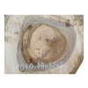 Plaster Orzecha Włoskiego 48x39x5cm