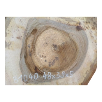Plaster Orzecha Włoskiego 48x39x5cm