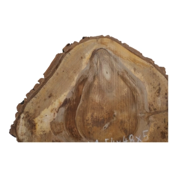 Plaster Orzecha Włoskiego 54x48x5cm