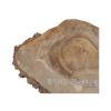 Plaster Orzecha Włoskiego 55x47x5cm