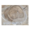 Plaster Orzecha Włoskiego 55x47x5cm
