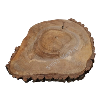 Plaster Orzecha Włoskiego 55x47x5cm