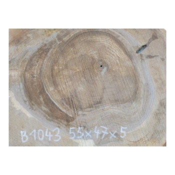 Plaster Orzecha Włoskiego 55x47x5cm