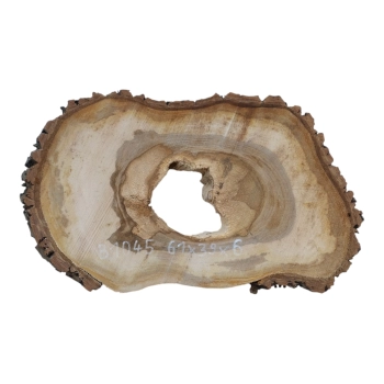 Plaster Orzecha Włoskiego 61x39x6cm