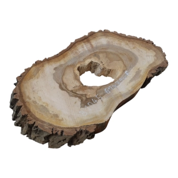 Plaster Orzecha Włoskiego 61x39x6cm