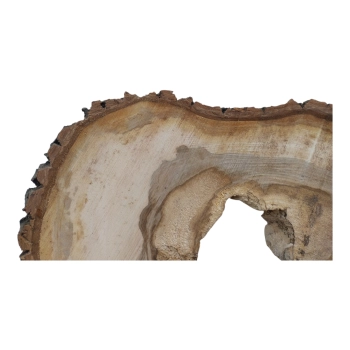 Plaster Orzecha Włoskiego 61x39x6cm