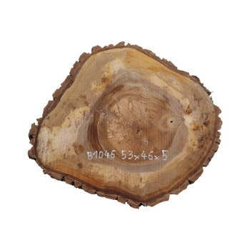 Plaster Orzecha Włoskiego 53x46x5cm