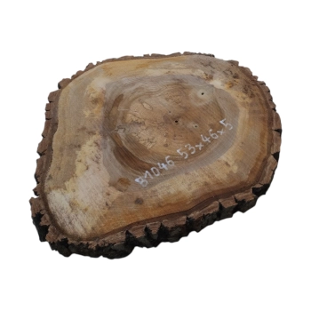 Plaster Orzecha Włoskiego 53x46x5cm