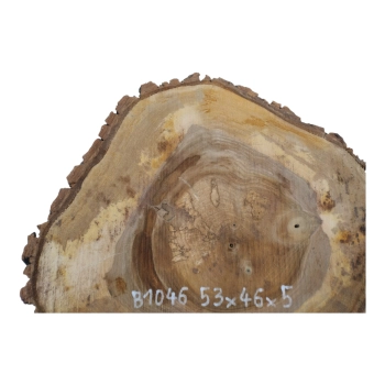 Plaster Orzecha Włoskiego 53x46x5cm