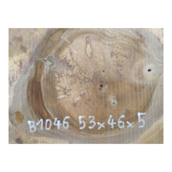 Plaster Orzecha Włoskiego 53x46x5cm