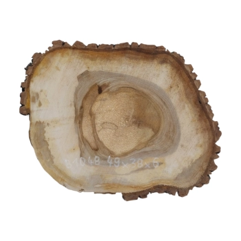 Plaster Orzecha Włoskiego 49x38x6cm