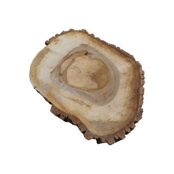 Plaster Orzecha Włoskiego 49x38x6cm