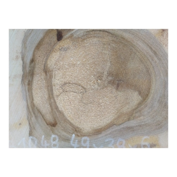 Plaster Orzecha Włoskiego 49x38x6cm