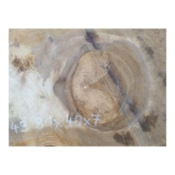 Plaster Orzecha Włoskiego 81x40x7cm