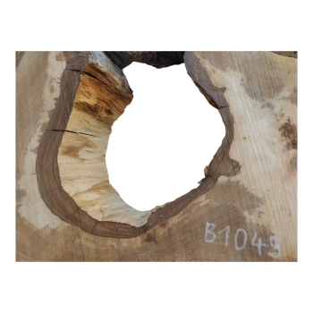 Plaster Orzecha Włoskiego 81x40x7cm