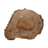 Plaster Orzecha Włoskiego 46x43x5cm