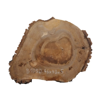 Plaster Orzecha Włoskiego 46x43x5cm