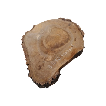 Plaster Orzecha Włoskiego 46x43x5cm