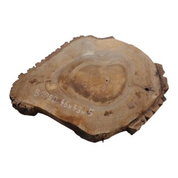 Plaster Orzecha Włoskiego 46x43x5cm