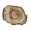 Plaster Orzecha Włoskiego 48x39x5cm