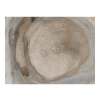 Plaster Orzecha Włoskiego 48x39x5cm