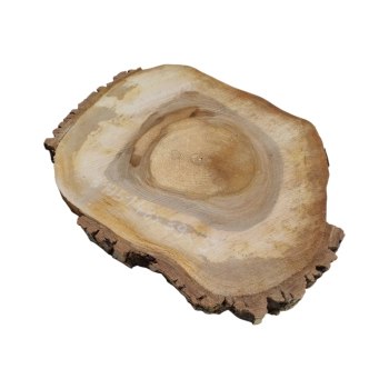 Plaster Orzecha Włoskiego 48x39x5cm
