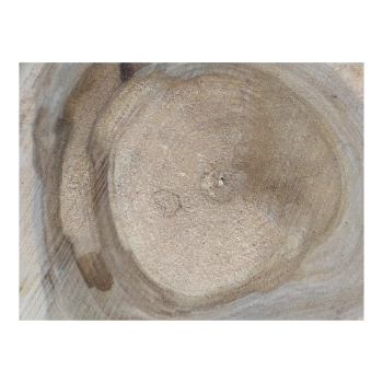 Plaster Orzecha Włoskiego 48x39x5cm