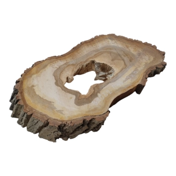 Plaster Orzecha Włoskiego 63x39x6cm